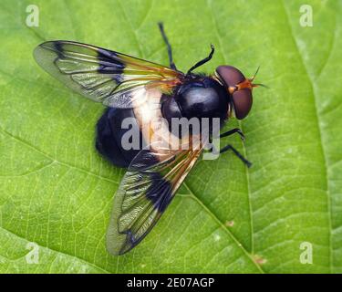 Dorsale Ansicht der weiblichen Volucella pellucens Schwebefliege. Tipperary, Irland Stockfoto