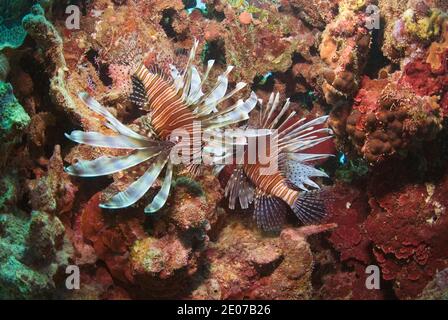 Lionfish (Pterois volitans), Roatan, Bay Islands, Honduras, Karibik Stockfoto