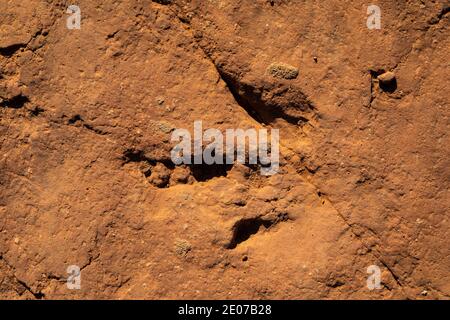 Megapnosaurus, ein fleischfressender, bipedalischer, theropod Dinosaurier-Track auf der Warner Valley Dinosaur Track Site von BLM in der Nähe von St. George, Utah, USA Stockfoto