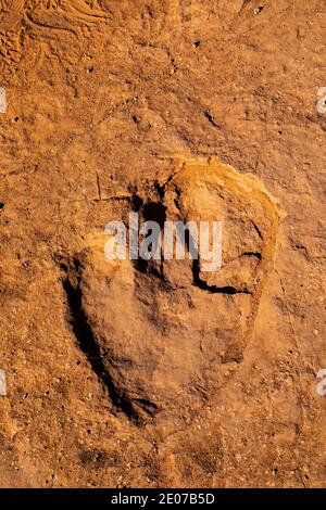 Spuren eines Dilophosaurus fleischfressenden, bipedalen Theropod-Dinosauriers, der bis zu 1,000 kg schwer war, auf der Warner Valley Dinosaur Track Site von BLM in der Nähe von St. G. Stockfoto