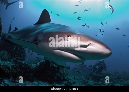 Nahaufnahme eines karibischen Riffhais (Carcharhinus perezi) Blick auf die Kamera Stockfoto