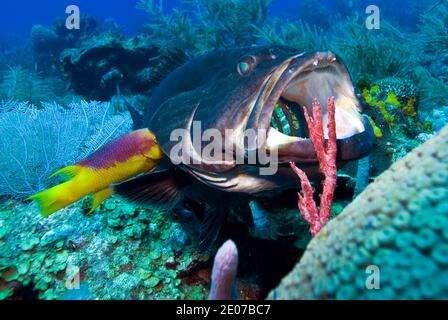 Schwarzer Grouper (Mycteroperca bonaci) mit offenem Mund an einer Reinigungsstation. Stockfoto