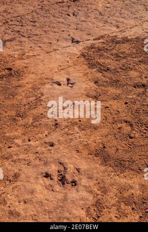 Megapnosaurus, ein bipedalischer, fleischfressender Theropod-Dinosaurier, ist auf der Warner Valley Dinosaur Track Site von BLM in der Nähe von St. George, Utah, USA, zu finden Stockfoto