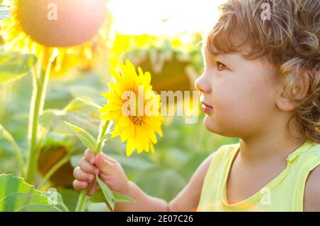 Kleiner Junge schnüffelt eine Sonnenblume Stockfoto