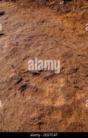 Spuren eines Dilophosaurus fleischfressenden, bipedalen Theropod-Dinosauriers, der bis zu 1,000 kg schwer war, auf der Warner Valley Dinosaur Track Site von BLM in der Nähe von St. G. Stockfoto