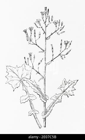 Alte botanische Illustration Gravur von Ivy-leaved Salat / Lactuca muralis, Mycelis muralis. Siehe Hinweise Stockfoto