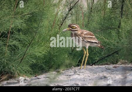 Indische Stein-Curlew oder indische dicke Knie Stock Foto Stockfoto