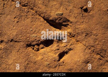 Megapnosaurus Track auf der BLM Warner Valley Dinosaur Track Site in der Nähe von St. George, Utah, USA Stockfoto