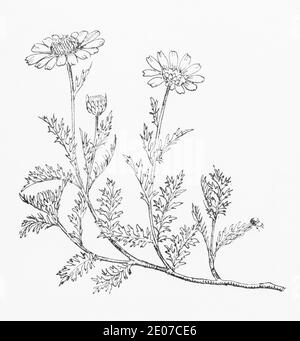 Alte botanische Illustration Gravur von Kamille / Anthemis nobilis, Chamaemelum nobile. Traditionelle Heilkräuter Pflanze. Siehe Hinweise Stockfoto