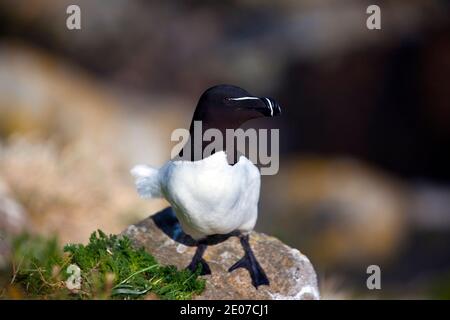 Razorbill auf den Saltee Islands, vor der Küste von Co. Wexford, Irland. Ein Mitglied der Auk Familie, wie Papageientaucher, kommen Razorbill an Land, um zu landen Stockfoto