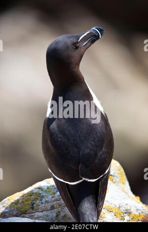 Razorbill auf den Saltee Islands, vor der Küste von Co. Wexford, Irland. Ein Mitglied der Auk Familie, wie Papageientaucher, kommen Razorbill an Land, um zu landen Stockfoto