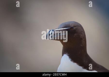 Razorbill auf den Saltee Islands, vor der Küste von Co. Wexford, Irland. Ein Mitglied der Auk Familie, wie Papageientaucher, kommen Razorbill an Land, um zu landen Stockfoto