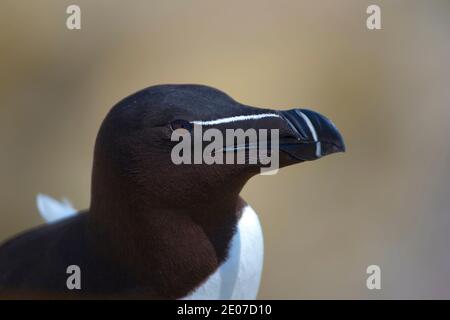 Razorbill auf den Saltee Islands, vor der Küste von Co. Wexford, Irland. Ein Mitglied der Auk Familie, wie Papageientaucher, kommen Razorbill an Land, um zu landen Stockfoto