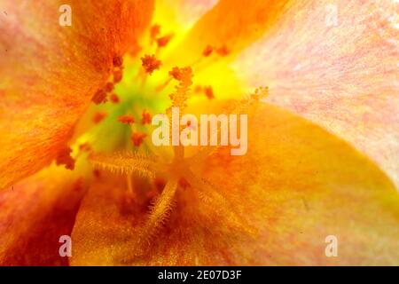 Farbenfrohes Makrofoto der Office Time Blume mit Pollen und Anthern. Stockfoto