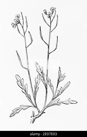 Alte botanische Illustration Gravur von schmalblättrigen Wand-Senf, Mehrjährige Wand Rakete / Diplomaxis tenuifolia. Heilkräuter Pflanze. Siehe Hinweise Stockfoto