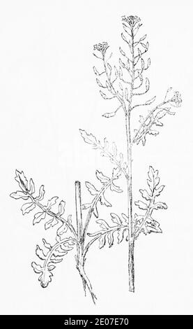 Alte botanische Illustration Gravur von Marsh Yellow Cress / Rorippa palustris, Nasturtium palustre. Traditionelle medizinische Kräuterpflanze. Siehe Hinweise Stockfoto