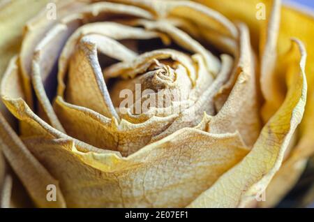Ein Bündel gelber Rosen, die gealtert, ausgetrocknet und von ihrem früheren Glanz verdorrt sind. Stockfoto