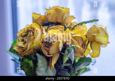 Ein Bündel gelber Rosen, die gealtert, ausgetrocknet und von ihrem früheren Glanz verdorrt sind. Stockfoto