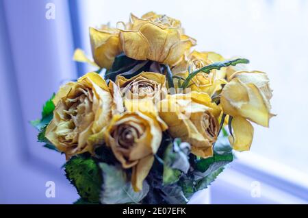 Ein Bündel gelber Rosen, die gealtert, ausgetrocknet und von ihrem früheren Glanz verdorrt sind. Stockfoto