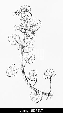 Alte botanische Illustration Gravur von Boden Ivy / Glechoma hederacea. Traditionelle Heilkräuter Pflanze. Siehe Hinweise Stockfoto