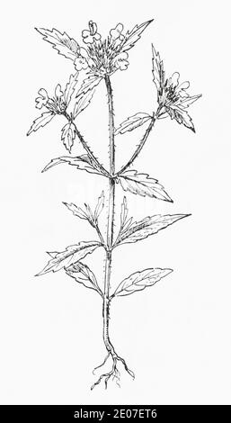 Alte botanische Illustration Gravur von Feld Hanf-Brennnessel, Rote Hanf Brennnessel / Galeopsis ladanum. Siehe Hinweise Stockfoto