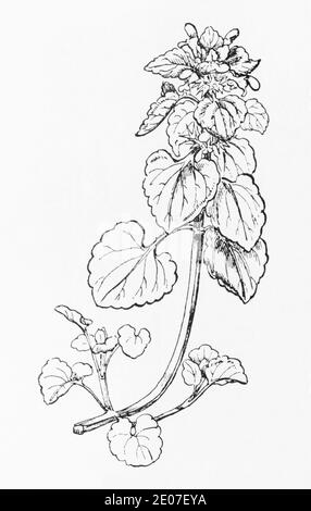 Alte botanische Illustration Gravur von Red Dead Nettle / Lamium pureum. Traditionelle Heilkräuter Pflanze. Siehe Hinweise Stockfoto