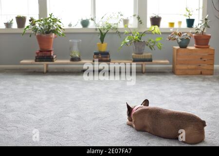 Eine französische Bulldogge, die auf dem Boden eines Zimmers mit vielen Zimmerpflanzen liegt. Stockfoto