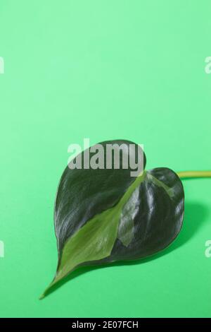 Das Blatt eines philodendron 'brasil' vor grünem Hintergrund. Stockfoto