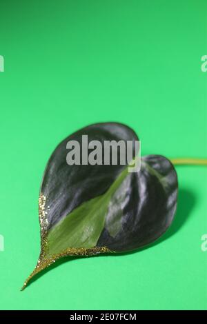Stillleben von philodendron 'brasil' Blatt mit goldenem Glitter. Stockfoto