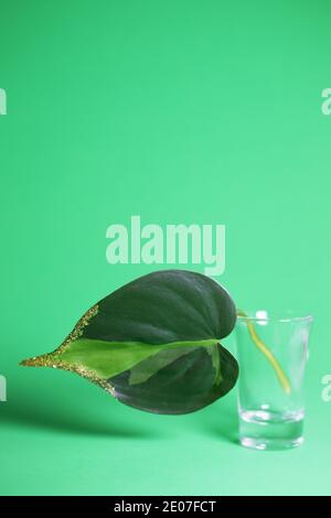 Stillleben von philodendron 'brasil' Blatt mit goldenem Glitter. Stockfoto