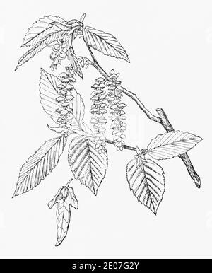 Alte botanische Illustration Gravur von Hainbuche / Carpinus betulus. Traditionelle Heilkräuter Pflanze. Siehe Hinweise Stockfoto