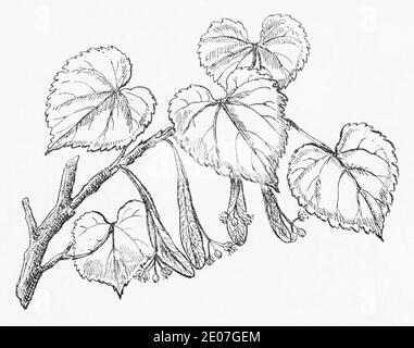 Alte botanische Illustration Gravur von kleinblättrigen Kalk / Tilia cordata. Traditionelle Heilkräuter Pflanze. Siehe Hinweise Stockfoto