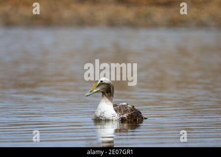 Junge männliche Gemeine Eiderente schwimmt in einem kleinen Teich, in der Nähe von Arviat, Nunavut, Kanada Stockfoto