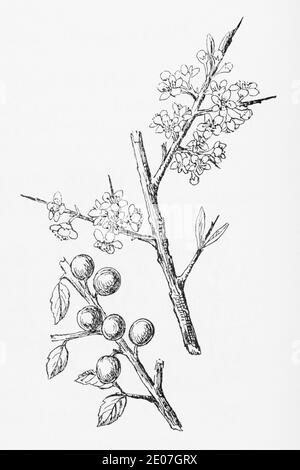 Alte botanische Illustration Gravur von Blackthorn / Prunus spinosa, Prunus communis. Traditionelle Heilkräuter Pflanze. Siehe Hinweise Stockfoto