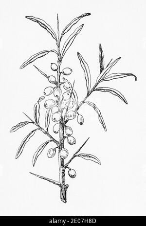 Alte botanische Illustration Gravur von Sanddorn / Hippophae rhamnoides. Traditionelle Heilkräuter Pflanze. Siehe Hinweise Stockfoto