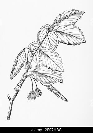 Alte botanische Illustration Gravur von Buche / Fagus sylvatica. Nüsse essbar. Traditionelle Heilkräuter Pflanze. Siehe Hinweise Stockfoto