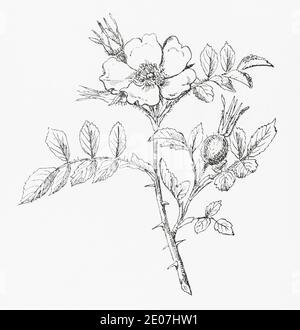 Alte botanische Illustration Gravur von Soft Downy Rose / Rosa mollis. Siehe Hinweise Stockfoto