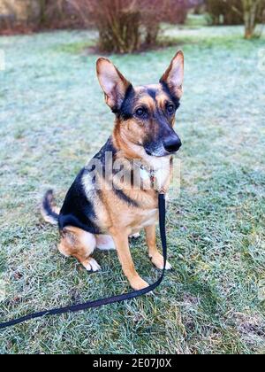 Ein Mischlingshund zwischen deutschem Schäferhund und Labrador Retriever sitzt auf einer Wiese mit Reif. Stockfoto