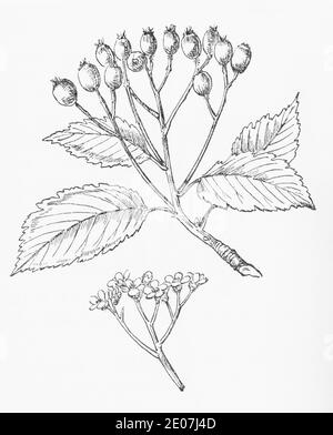 Alte botanische Illustration Gravur von Whitebeam / Sorbus Arie. Traditionelle Heilkräuter Pflanze. Siehe Hinweise Stockfoto