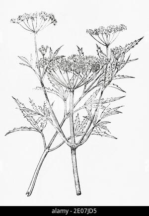 Alte botanische Illustration Gravur von Wasser Hemlock, Cowbane / Cicuta virosa. Tödlich giftige Heilkräuter Pflanze in Großbritannien gefunden. Siehe Hinweise Stockfoto