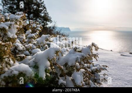 Wacholderzweige und Zapfen unter Schnee und Eis, an bewölkten verschneiten Tagen. Juniperus chinensis. Winterzeit. wacholderbeeren unter Schnee. Das Konzept von Stockfoto