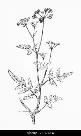 Alte botanische Illustration Gravur von grobem Chervil / Chaerophyllum temulum. Zeichnungen von britischen Umbelliferen. Giftig, aber gelegentliche Kräuterverwendung. Stockfoto