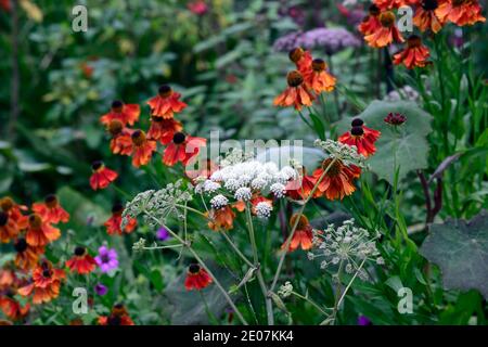 angelica sylvestris, helenium, Garten, Gärten, Blumenkopf, Blumenblüte, Blumenblüten, Blütenpracht, Helenium Sahin Frühblüher, Orange, Blume, Blumen, Blüte, gar Stockfoto