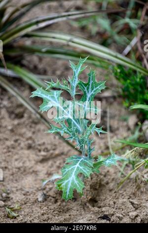 Argemone ochroleuca, stacheliger Mohn, blasser mexikanischer stacheliger Mohn, mexikanischer Mohn, Blätter, Laub, Dorn, Dornen, stachelig, stachelig, RM floral Stockfoto