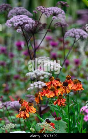 angelica sylvestris, helenium, Garten, Gärten, Blumenkopf, Blumenblüte, Blumenblüten, Blütenpracht, Helenium Sahin Frühblüher, Orange, Blume, Blumen, Blüte, gar Stockfoto