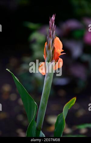 Canna indiana, Canna, Canna Lilien, Orange, Blume, Blumen, Blüte, grüne Blätter, grünes Laub, RM Floral Stockfoto