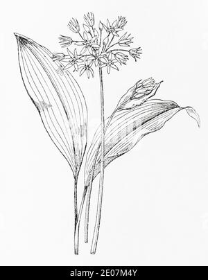 Alte botanische Illustration Gravur von Ramsons, Bären Knoblauch / Allium ursinum. Traditionelle Heilkräuter Pflanze. Knoblauchblüten. Siehe Hinweise Stockfoto