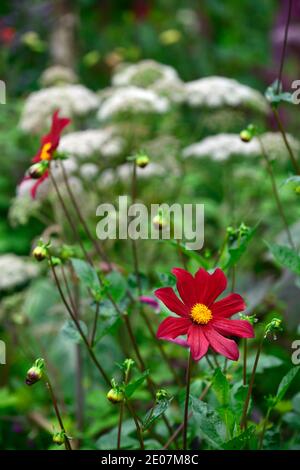 Dahlia Sämling, rote Blumen, Pfingstrose blühte Dahlie, Bett, Grenze, rote Blüte, Kombination, rote Dahlien, RM Floral Stockfoto