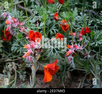 echeveria cheyenne, Eschschscholzia californica, kalifornischer Mohn, Orangenblüten, blühend, saftig, Sukkulenten, mischen, gemischt, anzeigen, Garten, RM Floral Stockfoto