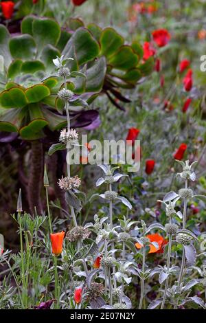 Marrubium libonaticum, silberne Blätter, silbernes Laub, trockener Garten, Kiesgarten, Eschschscholzia californica, kalifornischer Mohn, Orangenblüten, blühend, aeoniu Stockfoto